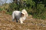 PTIT BASSET GRIFFON V.  048
